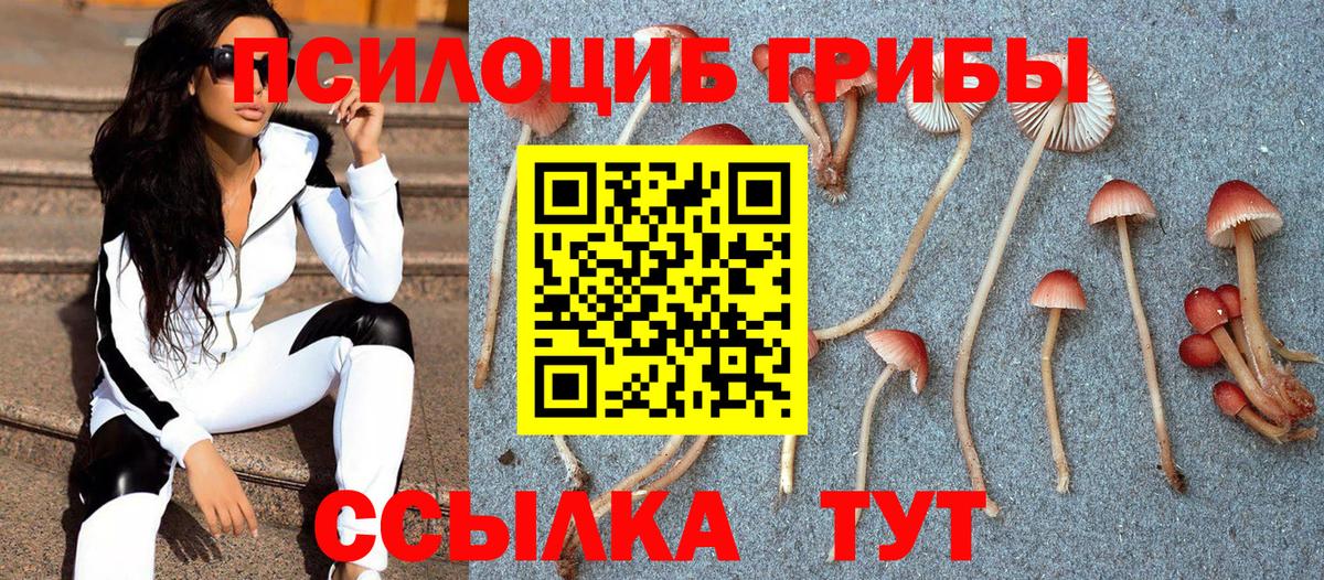 Сегежа  Галлюциногенные грибы Psilocybine cubensis  Вход с VPN 